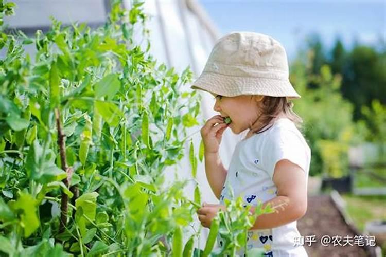 磷肥氮肥尿素复合肥的区别