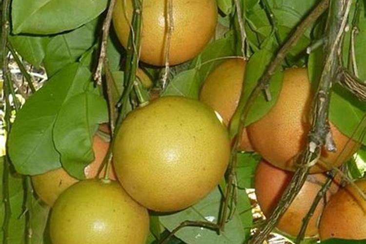 酵母黄腐酸螯合生态肥