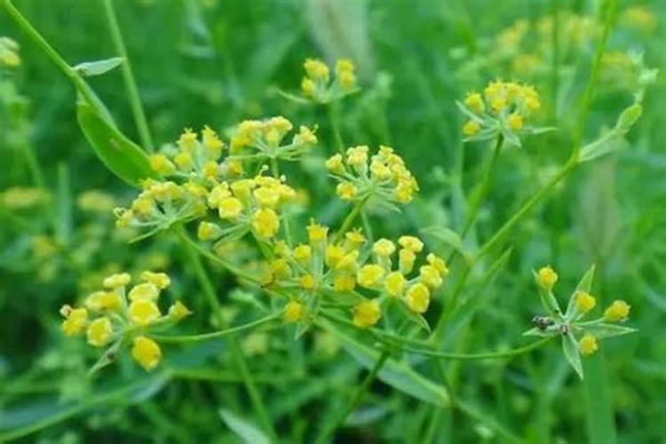 柴胡用什么化肥壮根