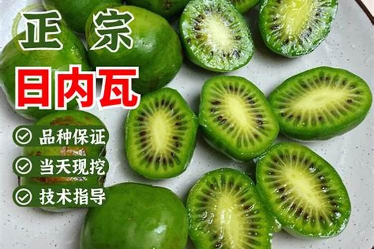 软枣猕猴桃为什么六月份不萌芽？