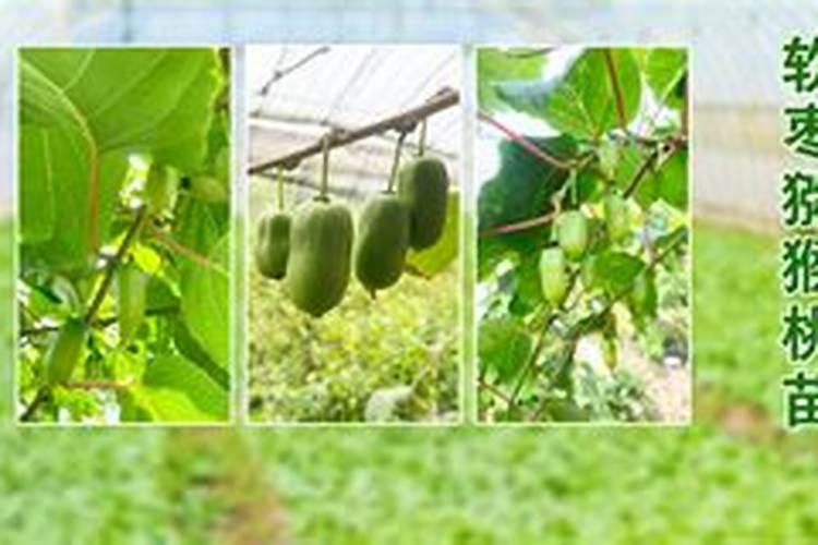 软枣猕猴桃树苗怎么栽种