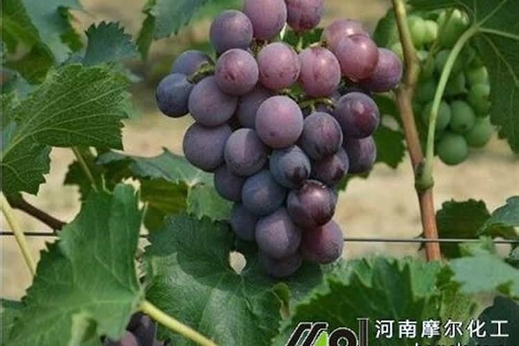 葡萄秋施肥最佳时间