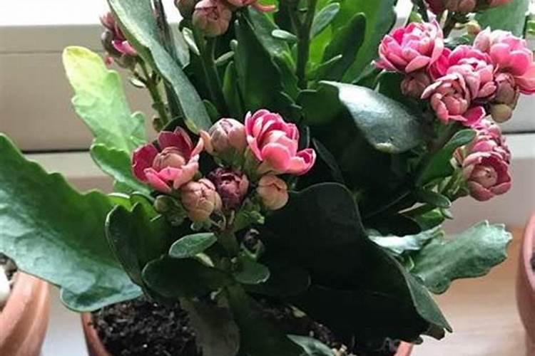 沃柑膨果期管理要点