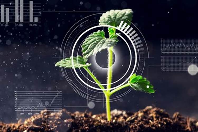 锌肥叶面喷施注意事项