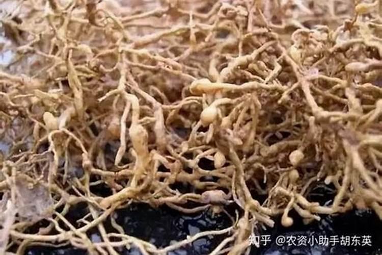 花生如果发生根结线虫病怎么办啊