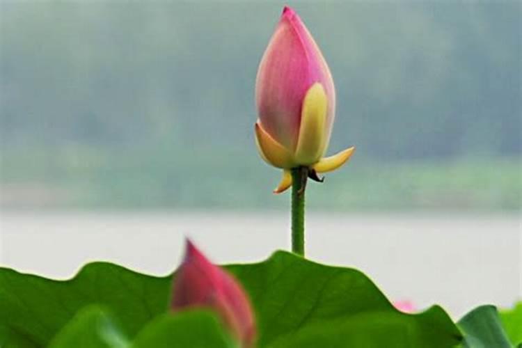 缸养荷花怎么施肥