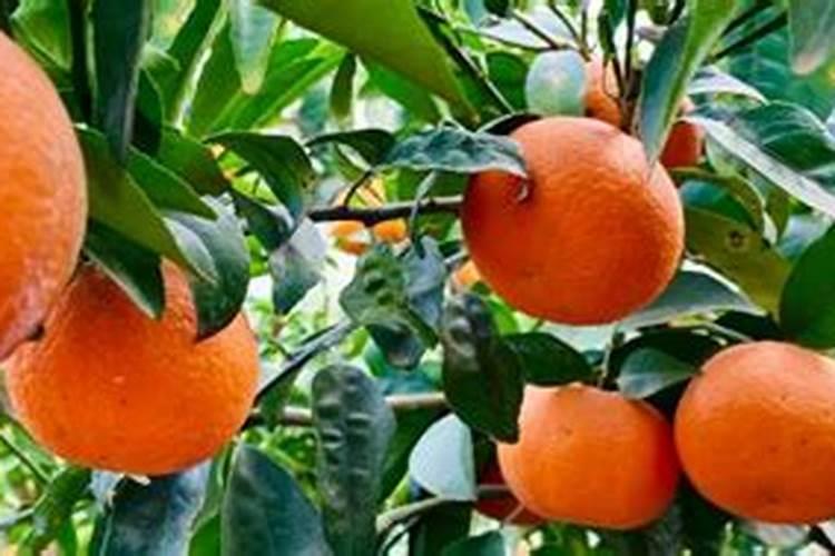 钙镁磷肥有什么作用？钙镁磷肥使用方法和注意事项