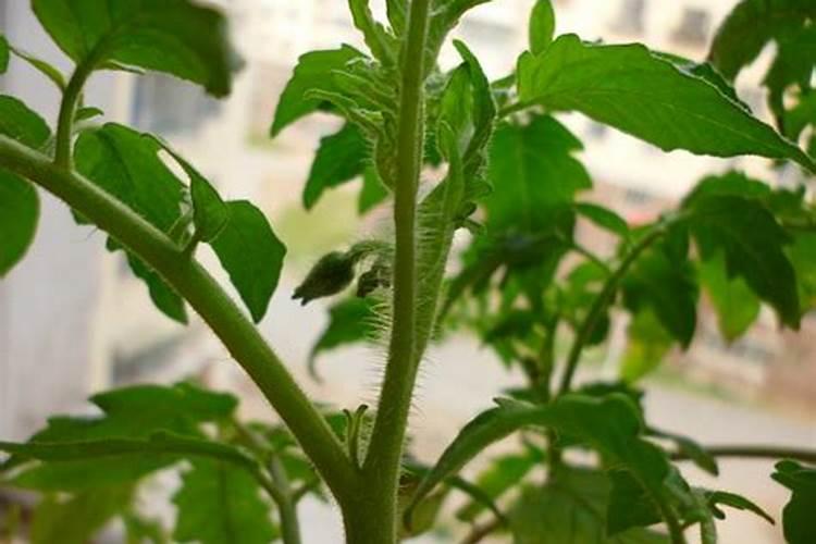 高效氯氟氰菊酯喷后四小时内下雨的豆角可摘吃吗？