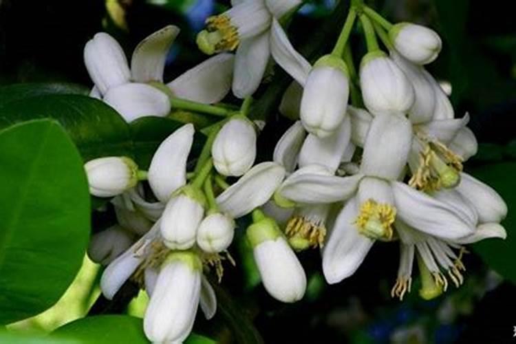 柚子开花要怎么处理才会结果 柚子开花结果的过程