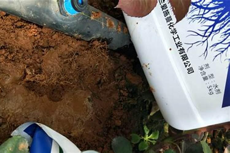 水溶肥施用后多久见效 水溶肥施完三小时后下雨有效吗