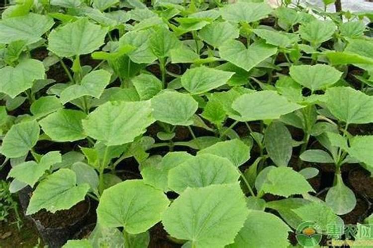 养鲜花往水里放什么名字