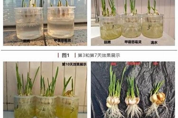 什么肥料促进根系生长