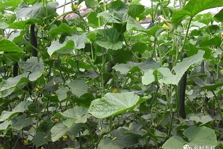 黄瓜什么时候施肥最好 黄瓜最好的施肥时间