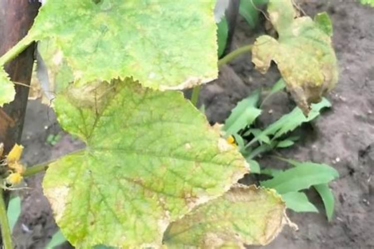 黄瓜苗多大可以施肥