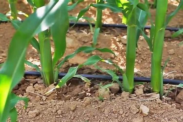 氮素代谢氮素代谢介绍