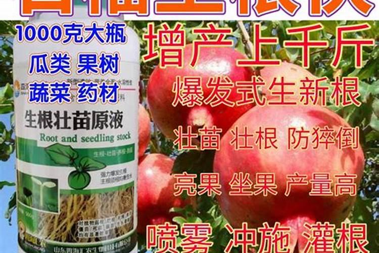 家里石榴树怎么施肥