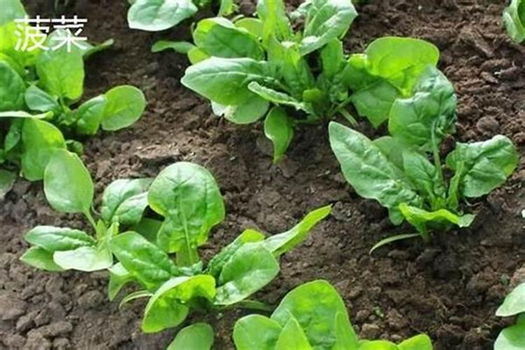 哪些蔬菜喜欢高磷肥