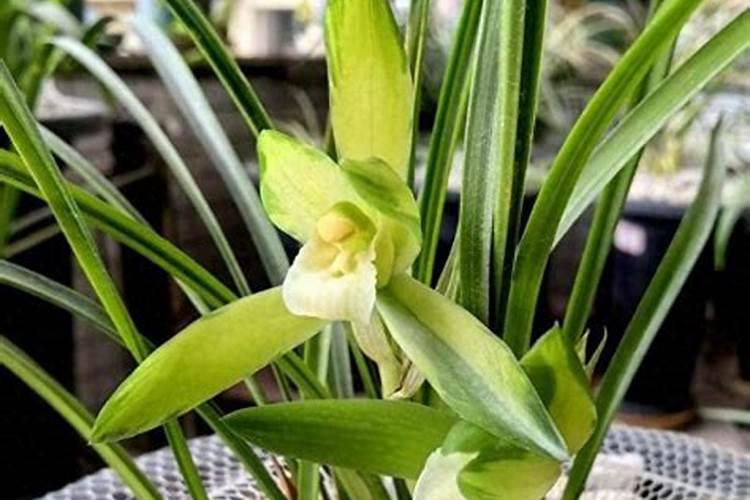 兰花出花剑怎么处理(有关兰花窜花箭注意事项)