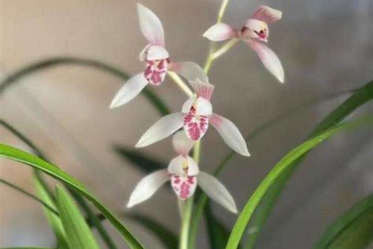 兰花谢了花剑怎么处理干净视频