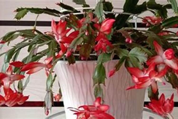 ...栽植的马岭薯十五天还没有长出幼苗,要多长时间或有什么办法尽快长出...