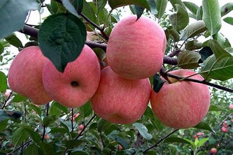 苹果树打药时间表,