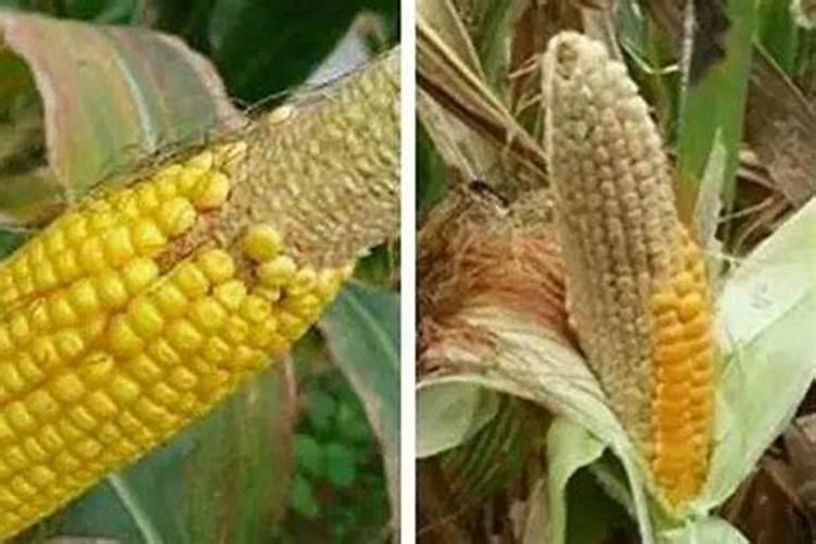 为什么磷肥过多会导致减产