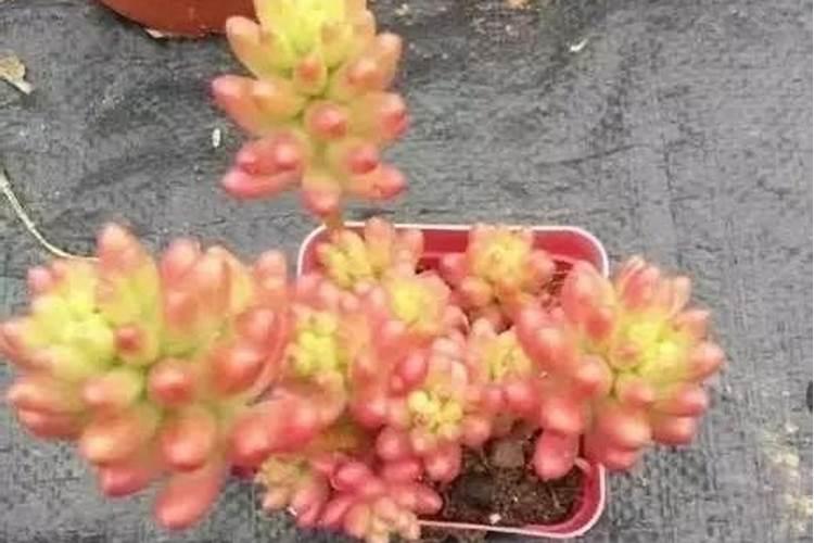 多肉叶面肥可以促进多肉上色吗