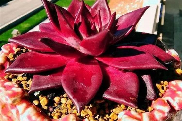 多肉植物长得太慢？2种肥料搭配使用,爆盆易如反掌