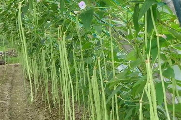 向日葵怎么施肥