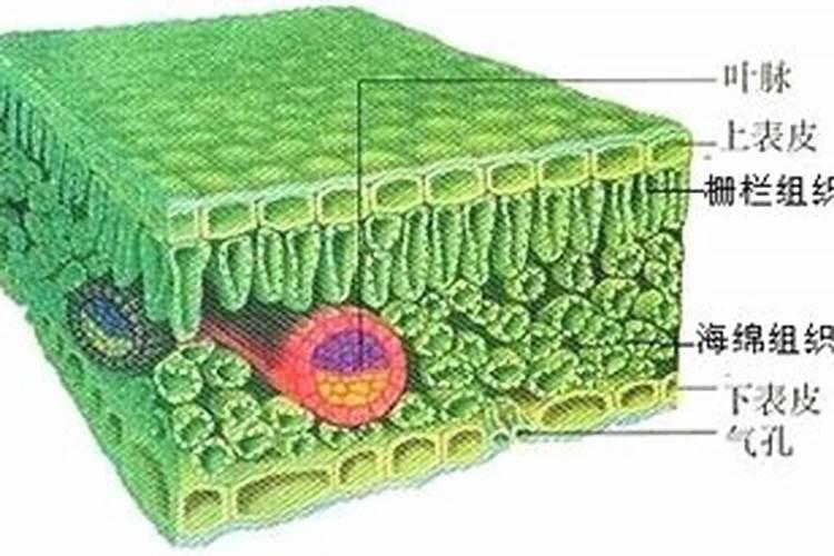 植物叶面吸收肥料,能增加产量吗。