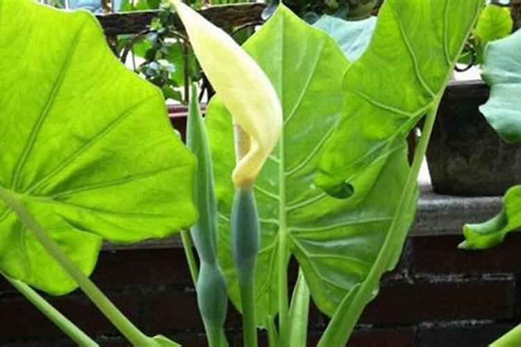 绿叶肥如何使用