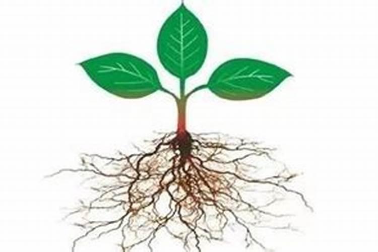 植物只能通过光合作用摄取有机物,不能直接吸收有机物？？