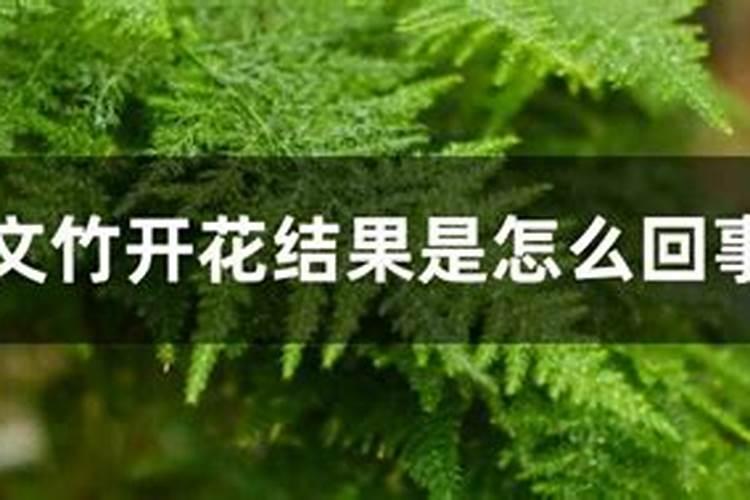 用什么肥料能让花植快速生长呢