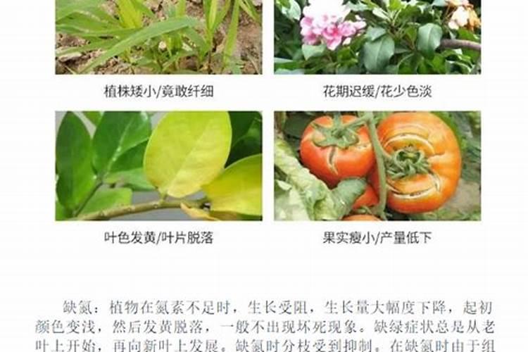草炭土的作用