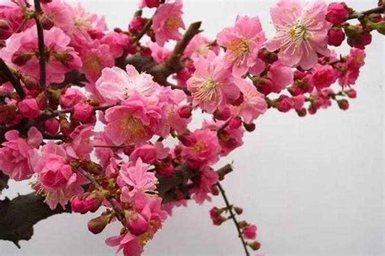 我家那棵种到地上的蔷薇开的花,为什么越来越小了？