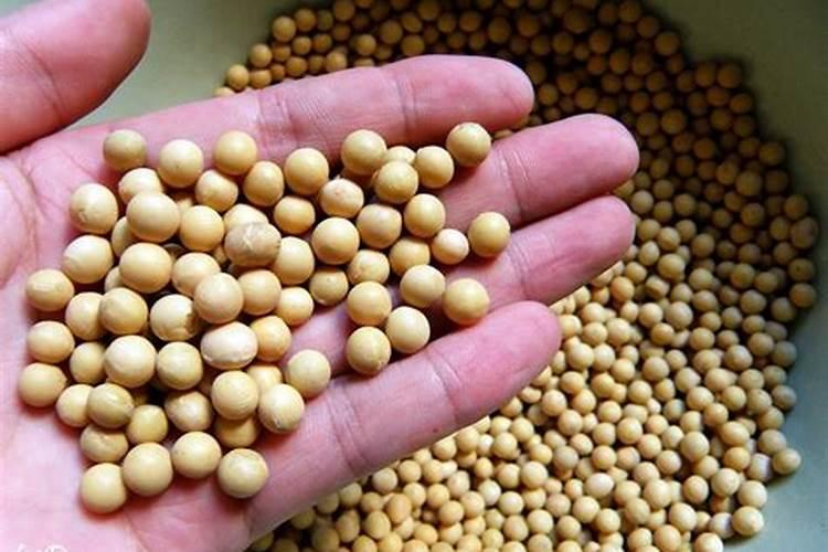 蓝目菊多久施肥