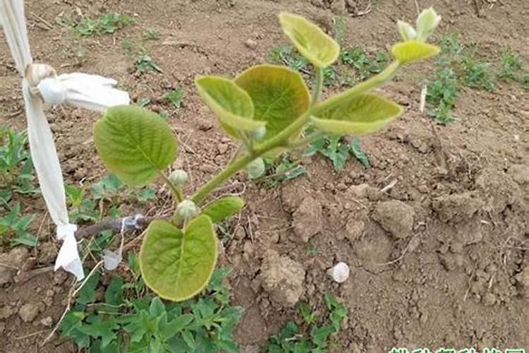 西红柿用啥药点花坐果