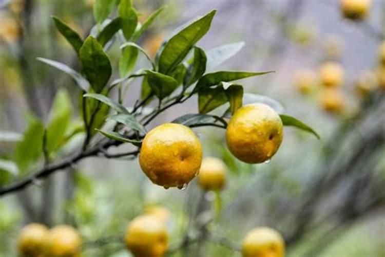 桔子花叶子变黄是啥原因