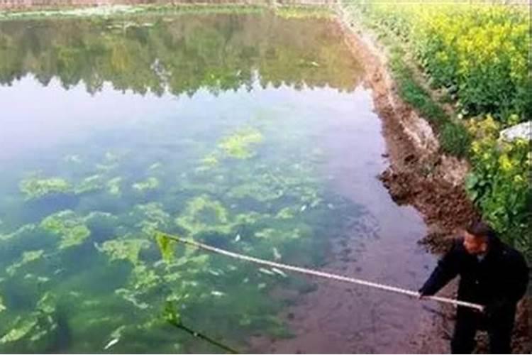 巴西鲷鱼的饲养方法