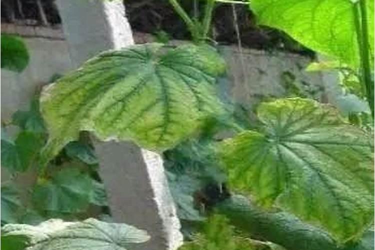 什么叶面肥能使叶子快速变绿变厚？