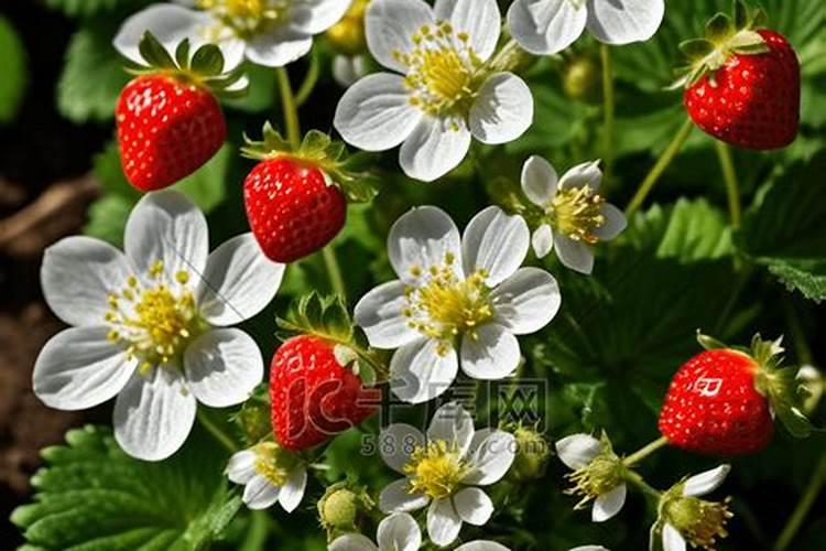 草莓的种植方法