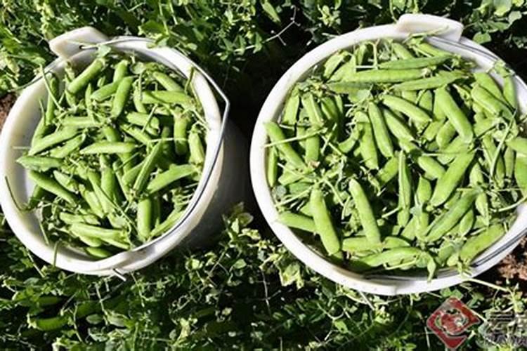 高温天气草莓苗冲什么肥料好呢