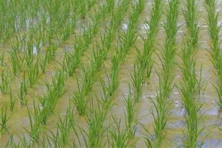 大樱桃开花坐果期咋施肥