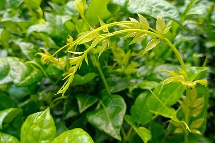 莓茶一般施肥多久