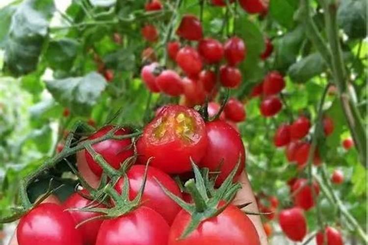 种植西红柿要施什么肥为什么？