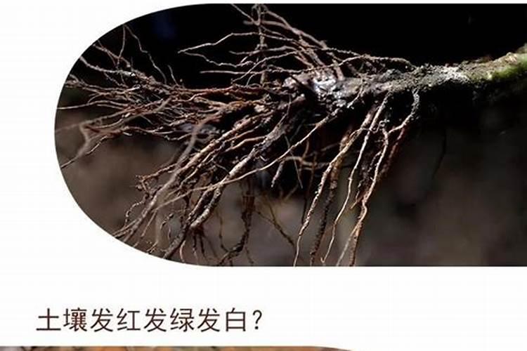 怎样区分氮肥和磷肥和钾肥