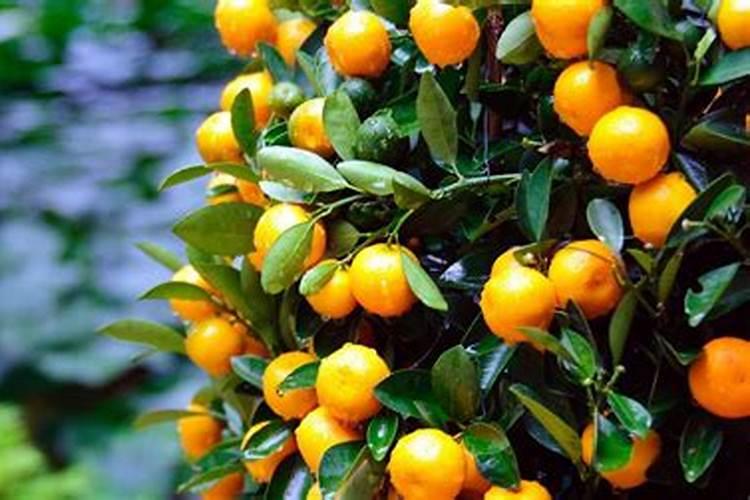 小松树如何长成了粗壮的大树