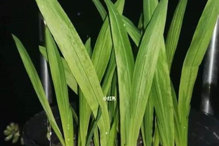 虎皮兰叶片变黄应该怎么办