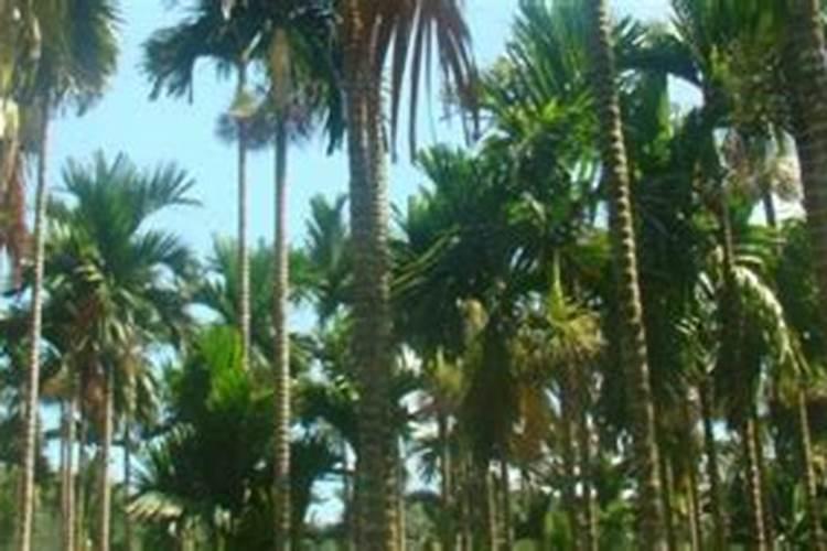 小麦底肥二铵尿素钾肥各多少斤好