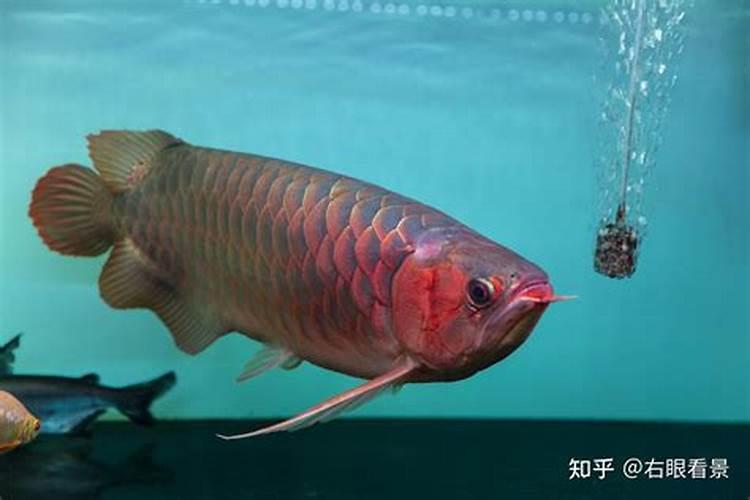 鱼缸的水为什么会变绿？